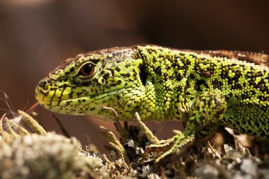 erkek kum kertenkele 2