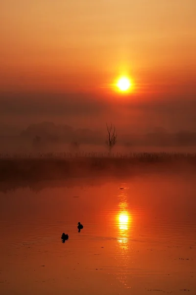 Salida del sol sobre un lago con patos 1 — Foto de Stock