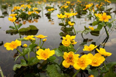 Sarı marigolds bahar
