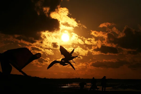 Rackové na pobřeží při západu slunce 8 — Stock fotografie