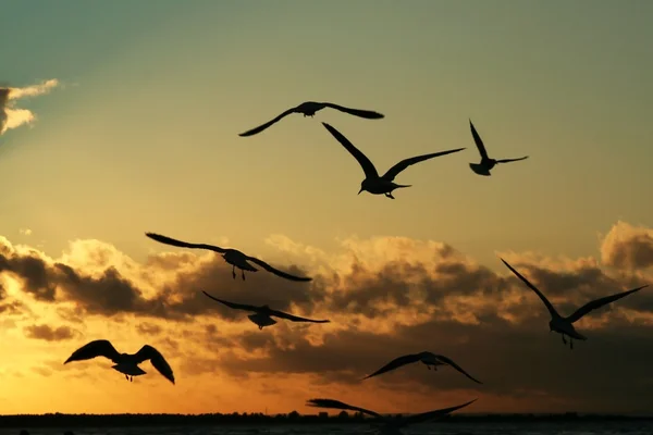 Meeuwen op de kust bij zonsondergang 2 — Stockfoto