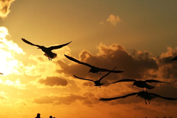 Martılar günbatımı 5 deniz kenarı