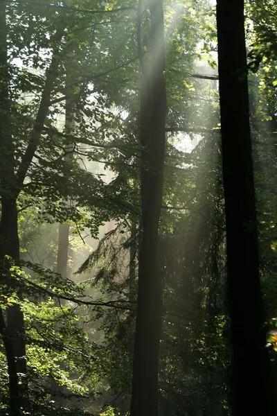 Помилковий ліс на сході сонця — стокове фото