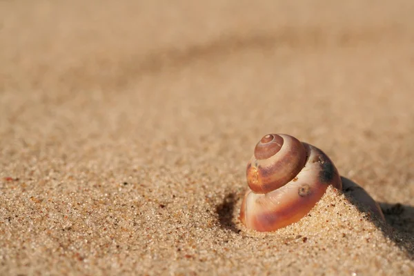 Seashell-arany homok — Stock Fotó