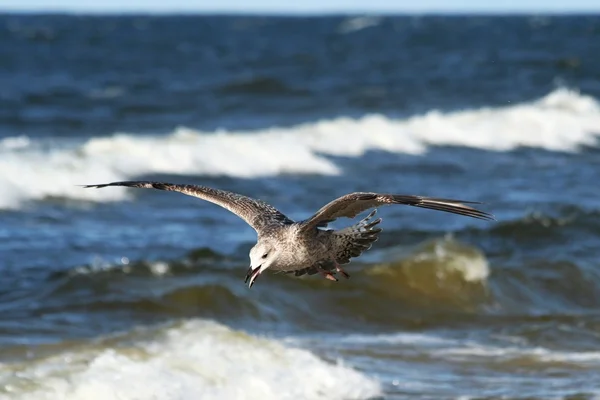 mavi deniz üzerine 2 uçan martılar