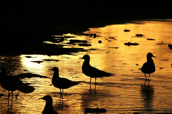 Martılar günbatımı 3 deniz kenarı Stok Fotoğraf