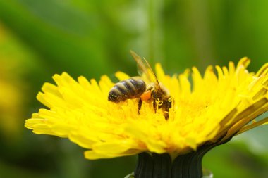 Arı sarı karahindiba 4 üzerinde