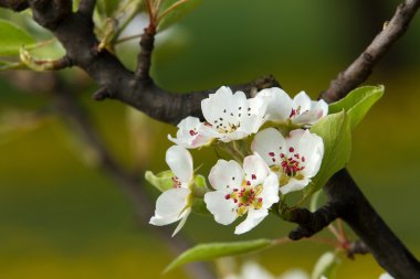 Çiçekli elma ağacın 4