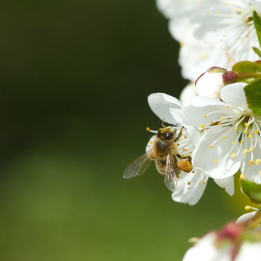 arılar çiçek elma 3