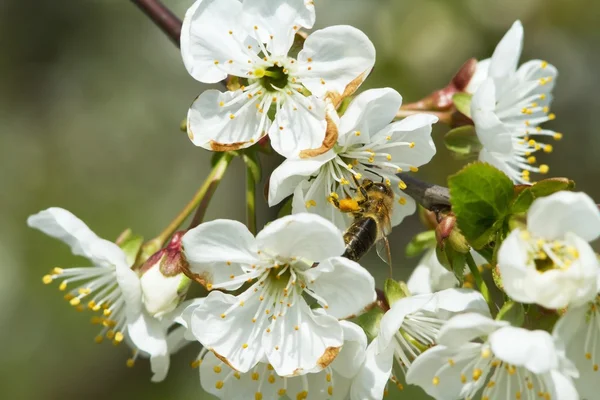 Çiçekli elma ağacın 2