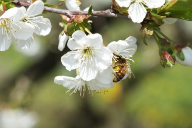 arılar çiçek elma 11