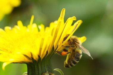 Arı sarı karahindiba 2 üzerinde