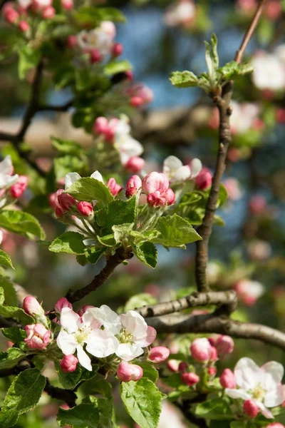 Çiçekli elma ağacın 7