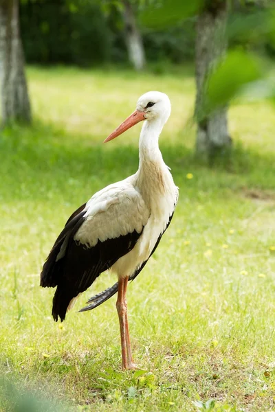 Beyaz ve siyah leylek meyve