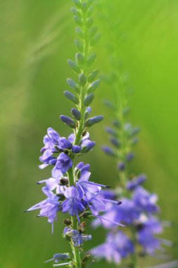 güzel mavi alan çiçek