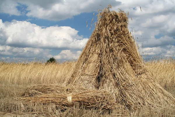 tahıl 3 yığınlarda düzenlenmiş