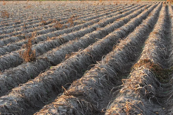 sonbahar 2 alanında patates