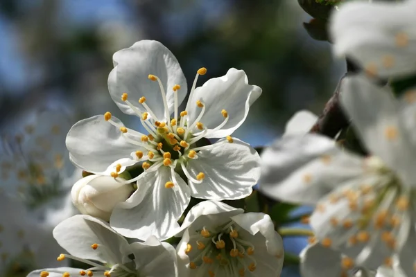 Çiçekli elma ağacın 11