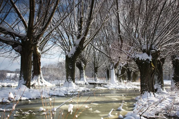 Kış manzarası ile willows