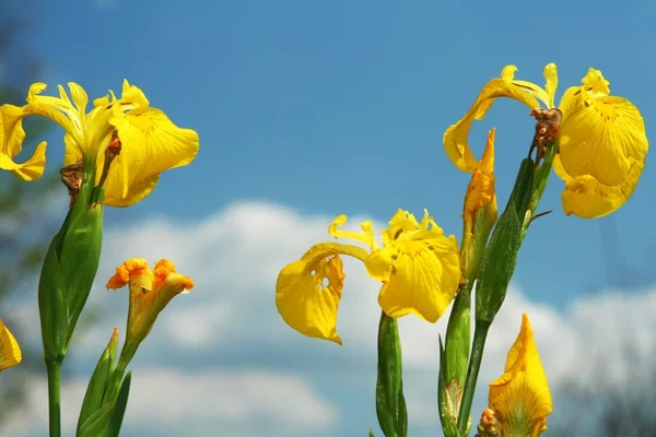 Gelbe Iris gegen den Himmel — Stockfoto