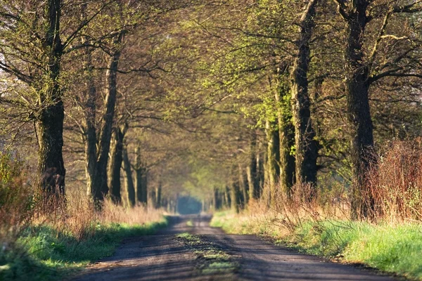 Estrada de terra entre árvores — Fotografia de Stock