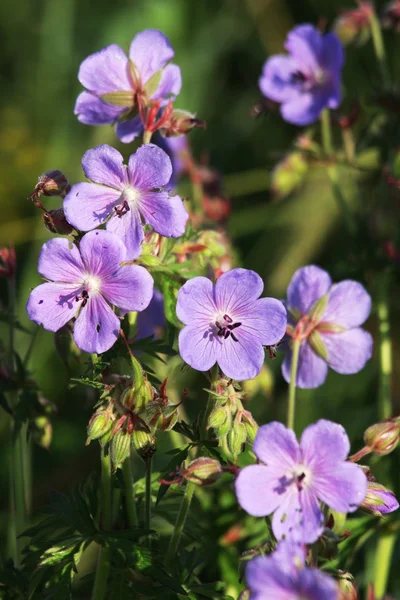 Purple Geranium pratense Stock Picture