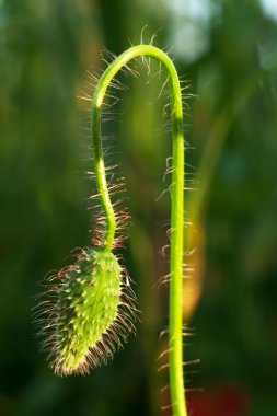 Henüz gelişmemiş haşhaş çiçek