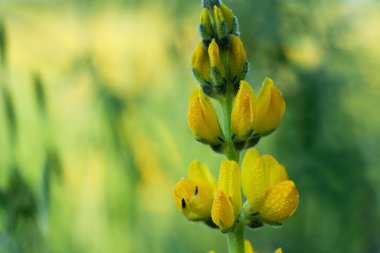 lupines sabah çayır 2 üzerinde