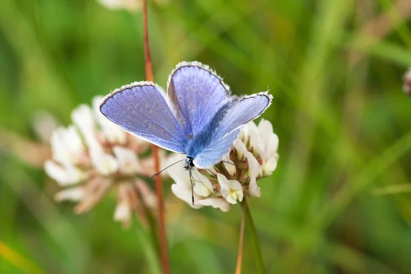 O azul grande escasso - borboleta azul bonita — Fotografia de Stock