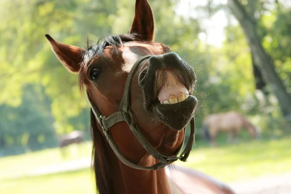 laughing brown horse