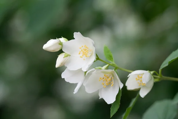Beyaz, güzel kokulu Yasemin çiçekleri 1 - Stok İmaj