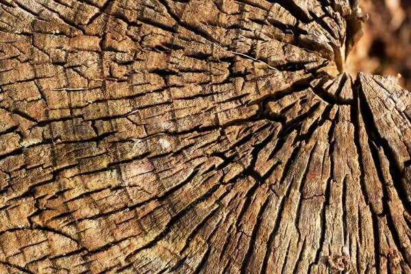 Tronco de árbol viejo 1 — Foto de Stock