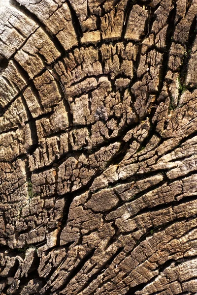 Tronco de árbol viejo 2 — Foto de Stock