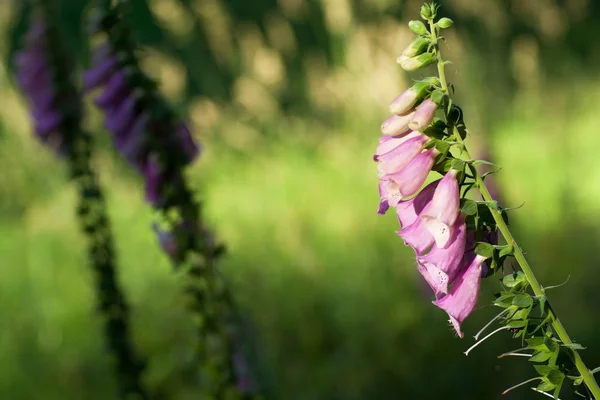 Digitalis purpurea bir çayır üzerinde Stok Fotoğraf