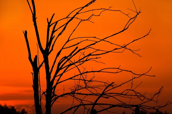 Kızıl bir gökyüzü siyah dallarda — Stok fotoğraf
