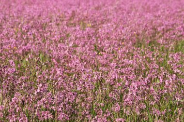 pembe yırtık pırtık lychnis alan
