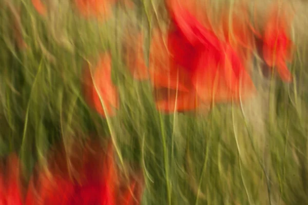 haşhaş ile ilginç belirsizlik A yeşil çim