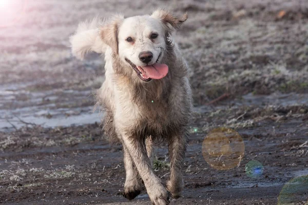 çamur 2 altın geri almak