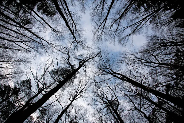 Чорні дерева на фоні блакитного неба — стокове фото