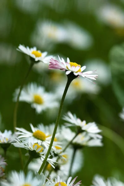 Beyaz papatya bir çayırda