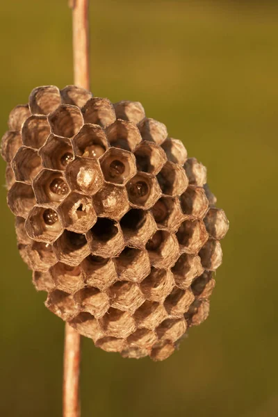 Vahşi eşekarısı yuvası