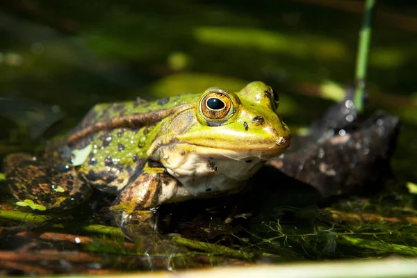 green pool frog 1