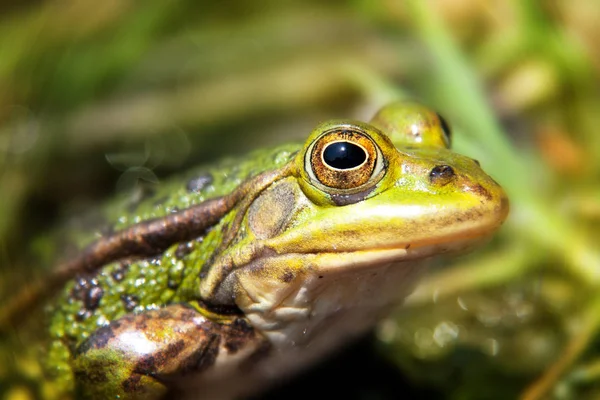 green pool frog 5