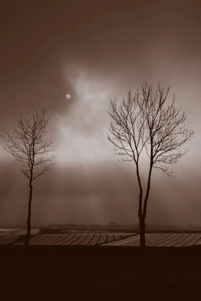 Deux arbres solitaires contre le ciel 2 — Photo