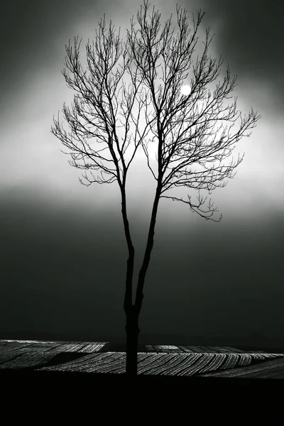 gökyüzü 3 karşı yalnız ağaç