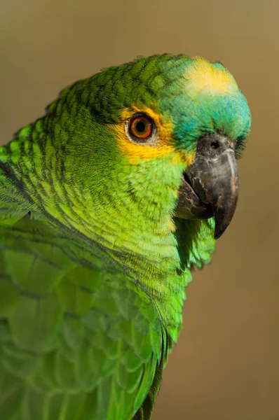 Blue fronted parrot — Stock Photo, Image