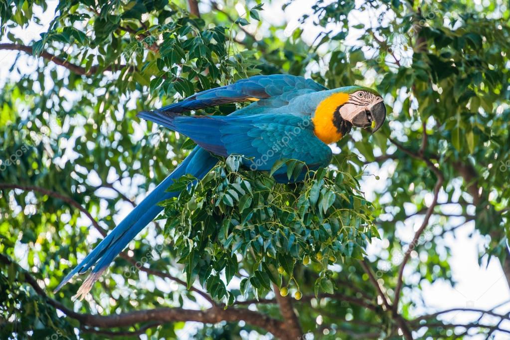 Macaw parrot  on branch 