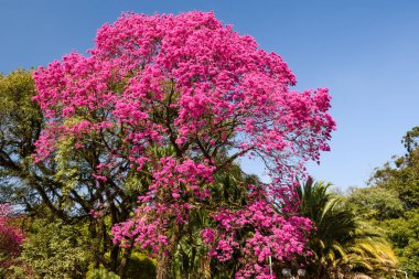 ağaç Pembe çiçek 