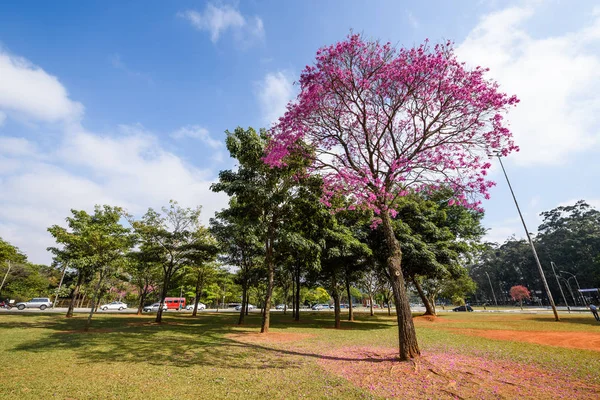 粉红盛开的树 — 图库照片