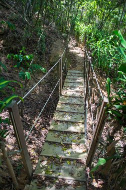 Yol Ilha Grande orman içinde